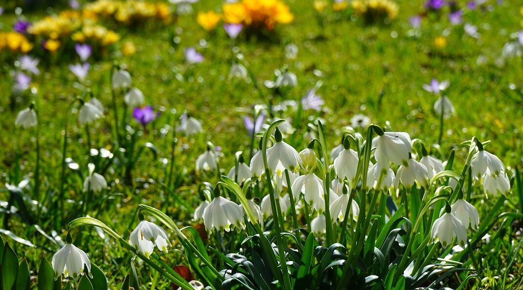 Frühling blühen